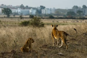 Lions in Nairobi National Park