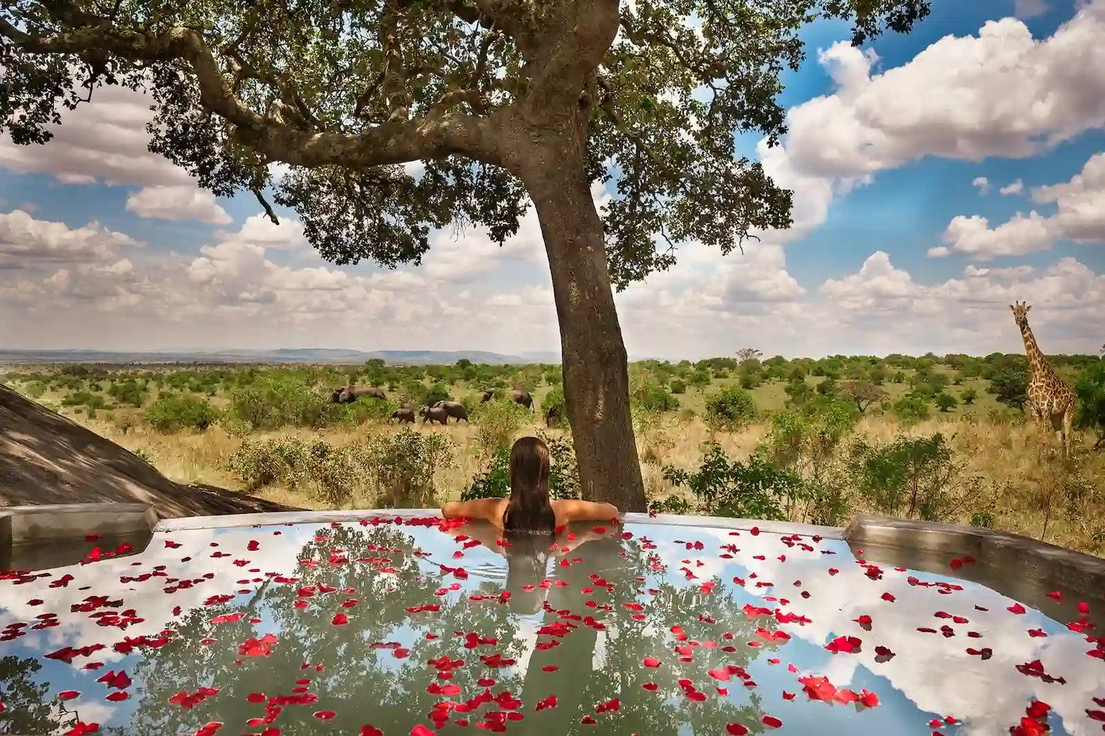 Lady in the pool with petals, overlooking beautiful view with Giraffe in the background at Nimali Mara Camp in the Serengeti, Tanzania