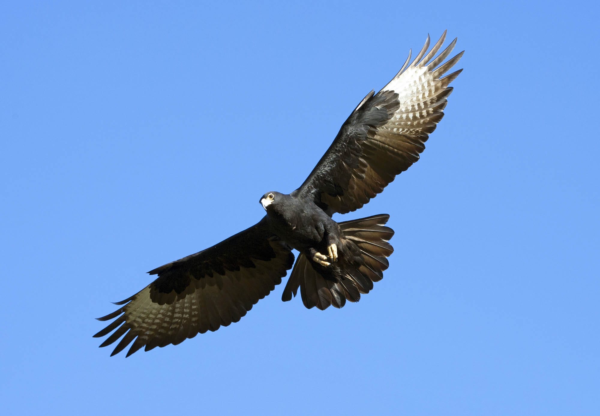 black eagle, gorges lodge