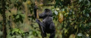 Baby gorilla climbing tree