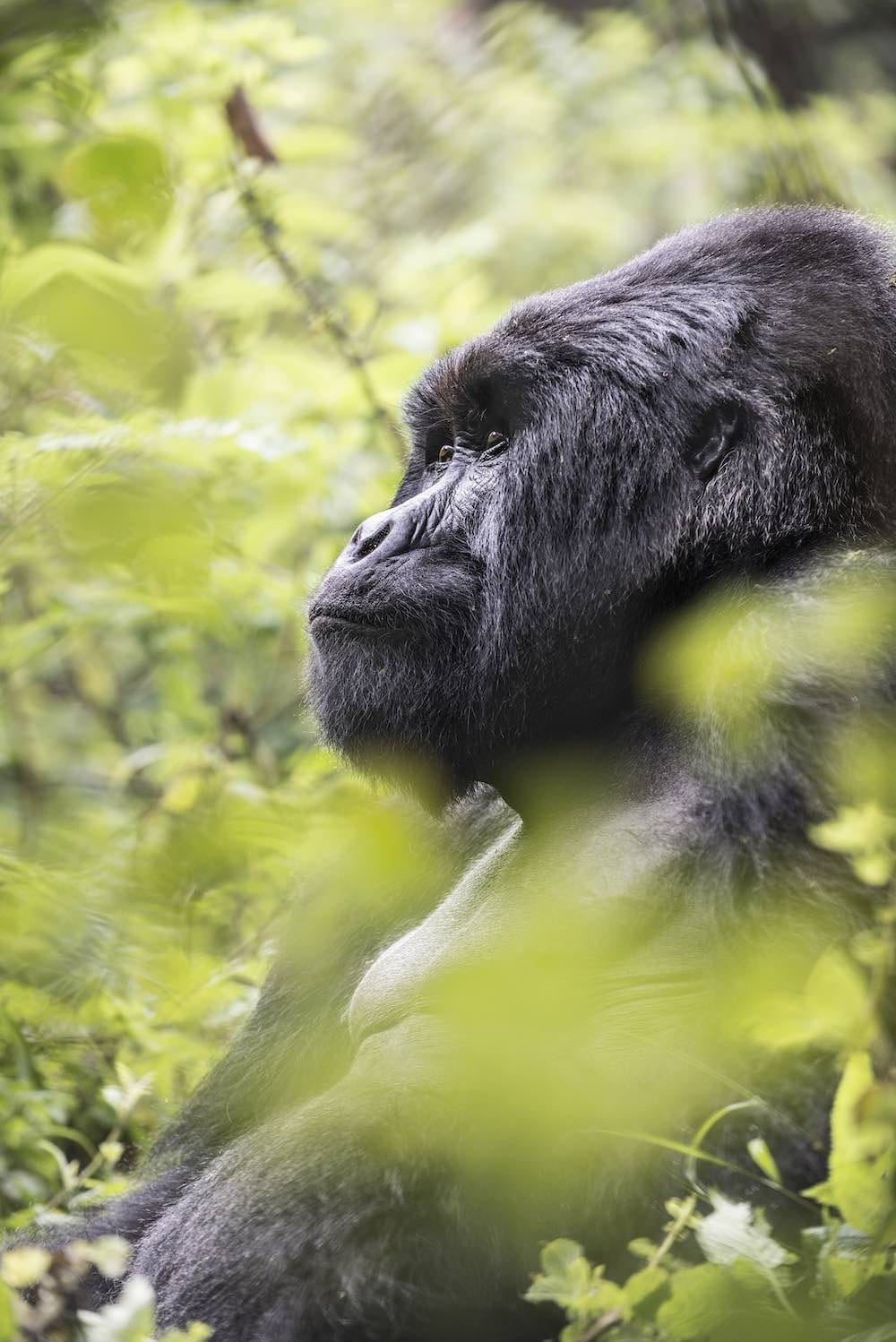 36-virunga_lodge_goriila-_rf_04641