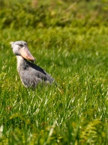 Shoebill in long grass