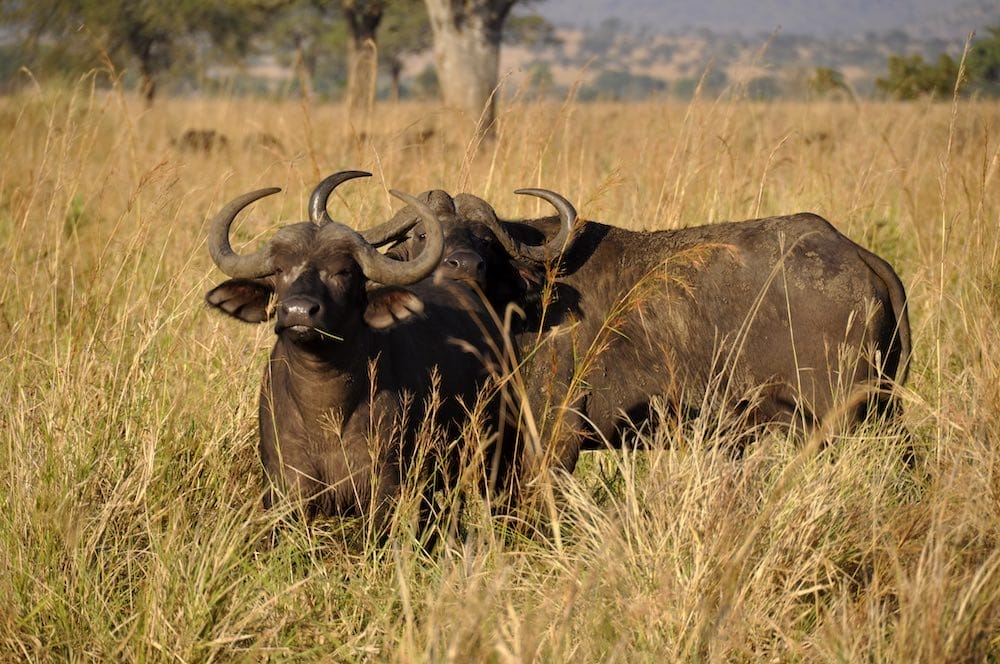 BUFFALOS AKAGERA RWANDA