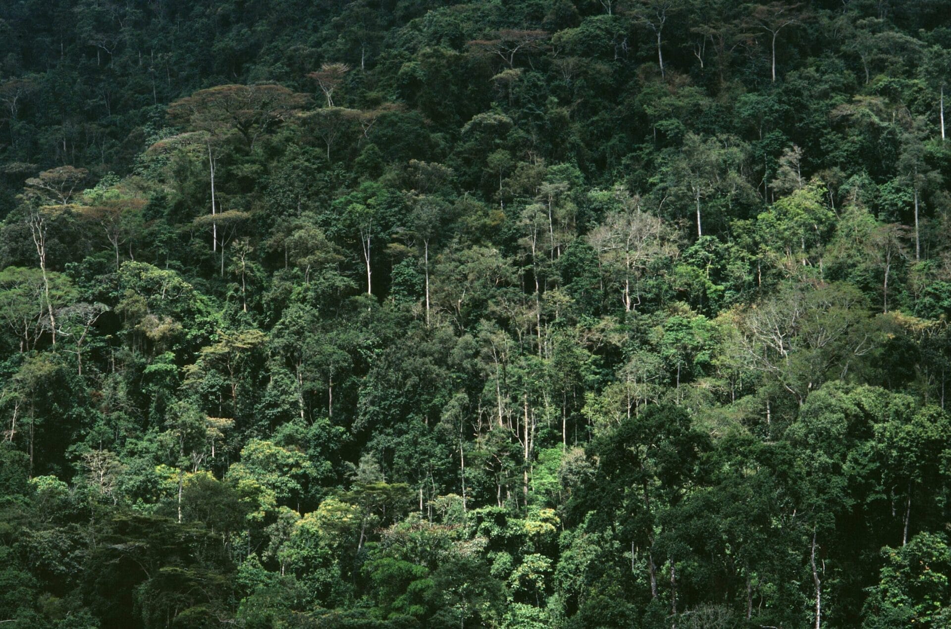 Bwindi Impenetrable Forest - Uganda