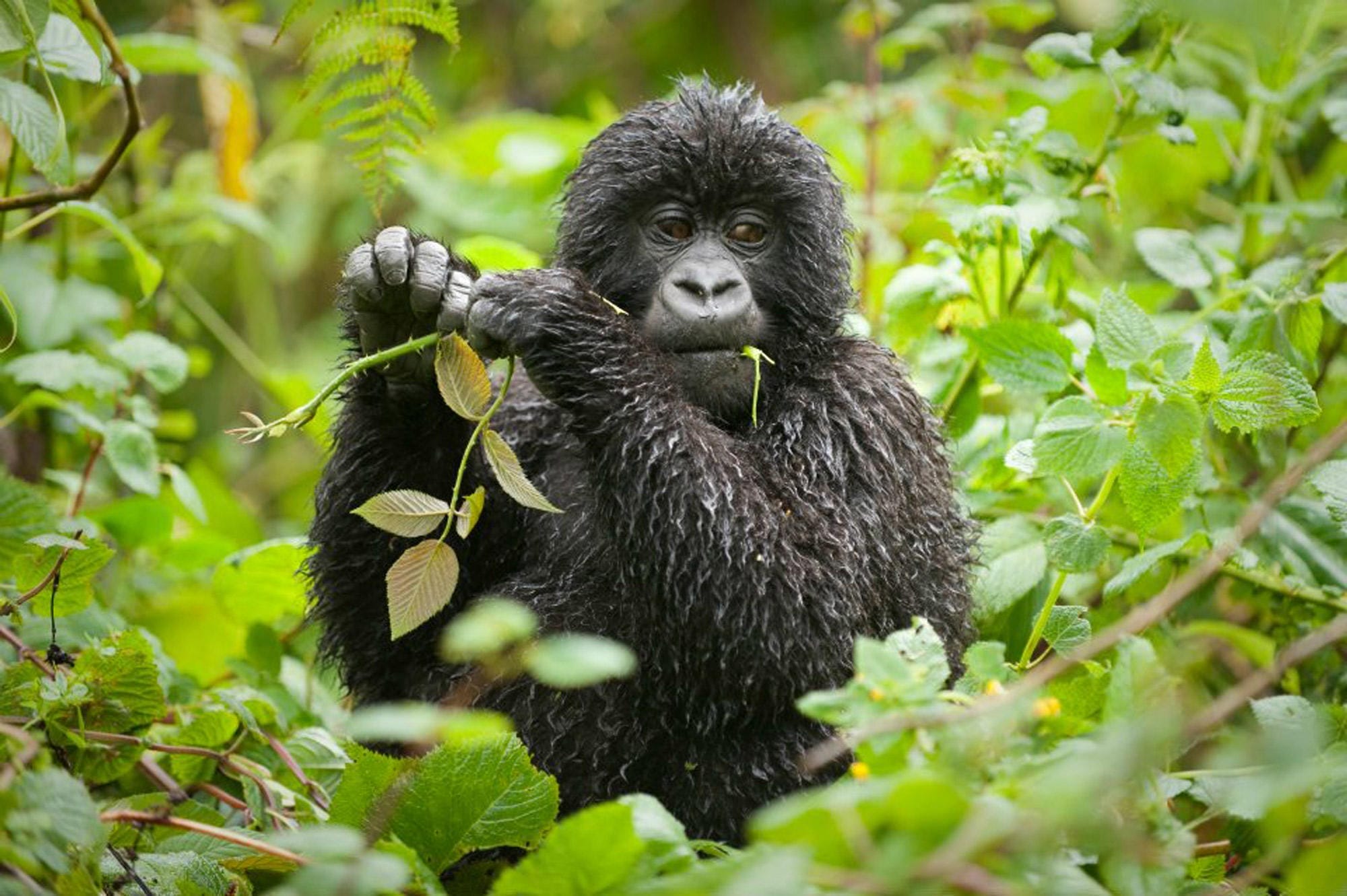 Bwindi Lodge Gorilla