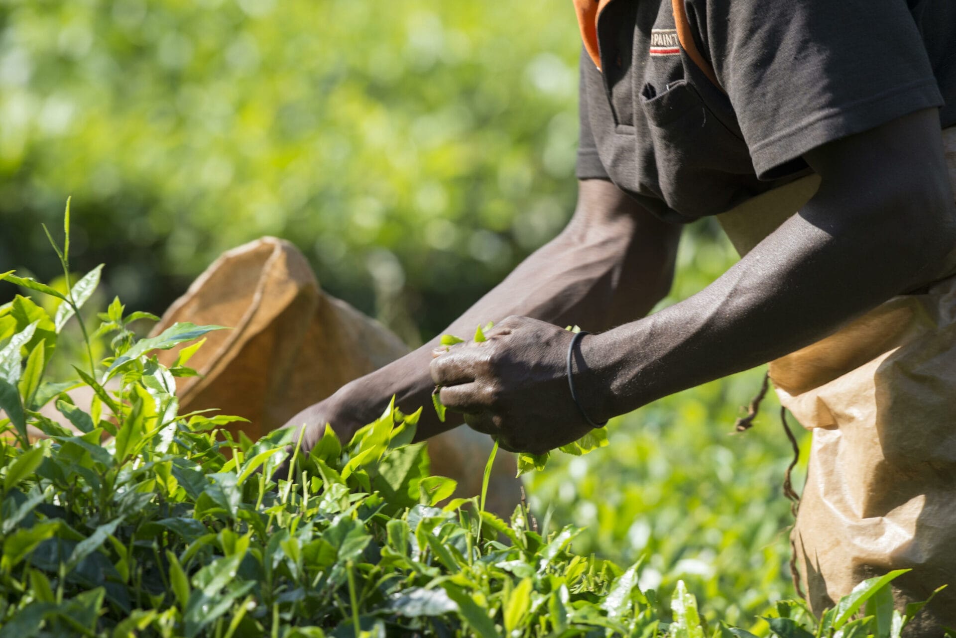 Bwindi Lodge VSPT Tea Processing Tour