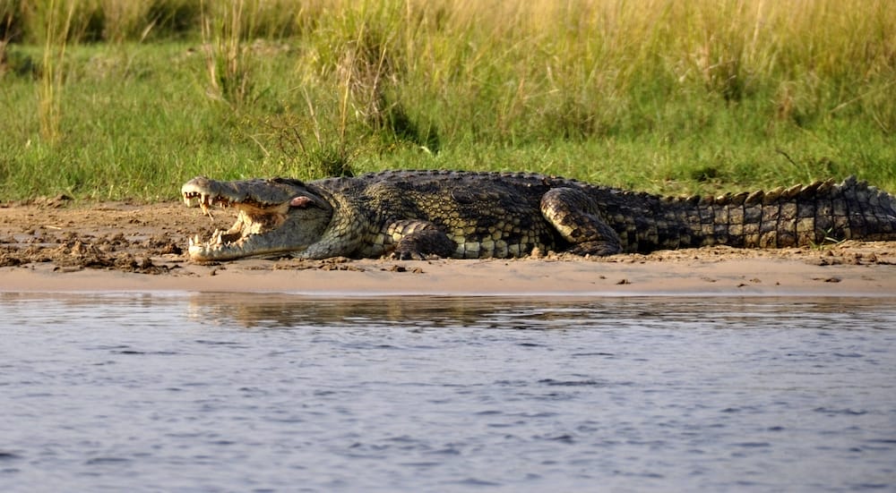 CROCODILE AKAGERA RWANDA