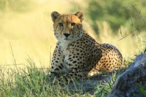 cheetah on a game drive