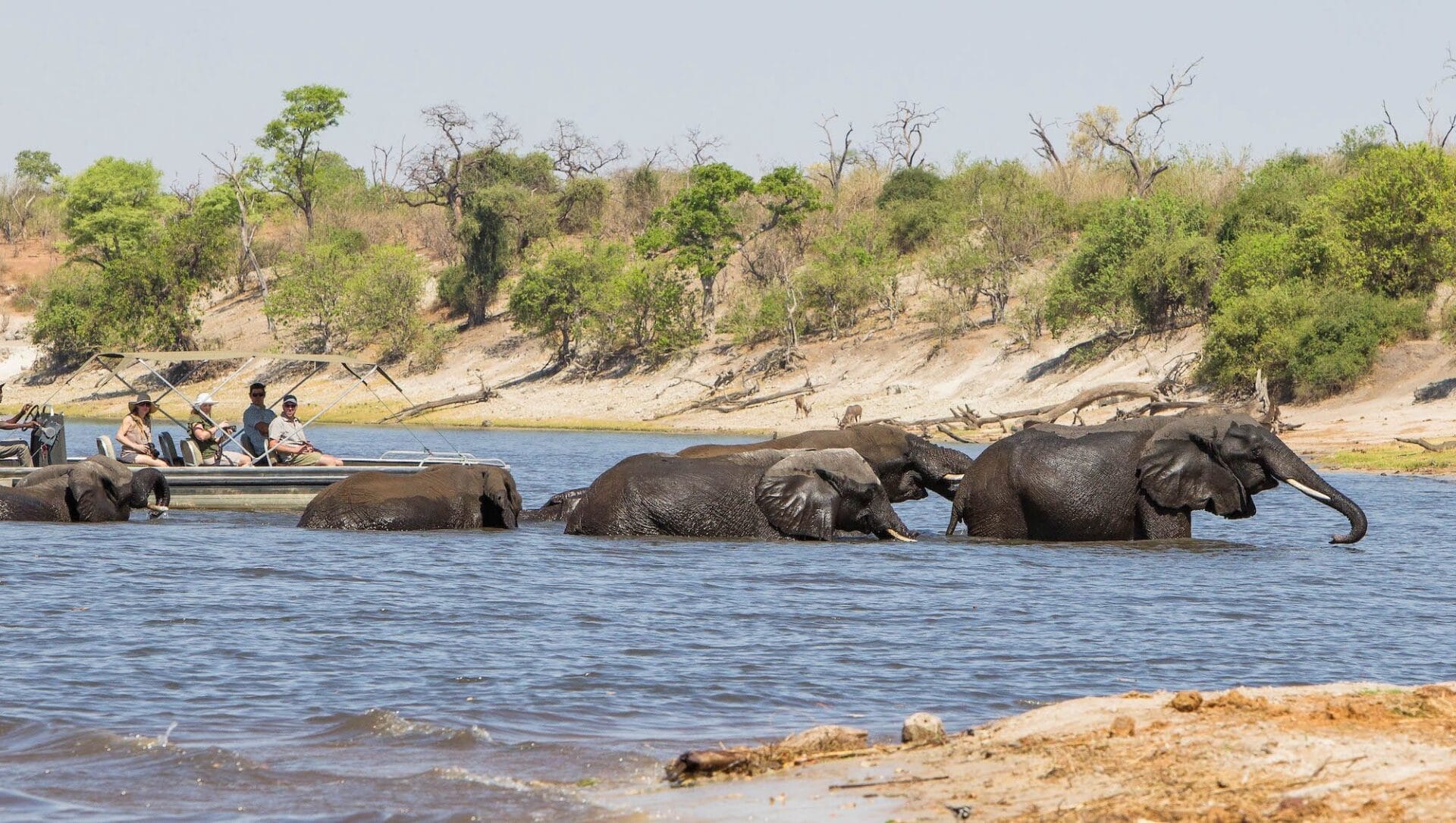 Chobe-top | Gamewatchers Safaris