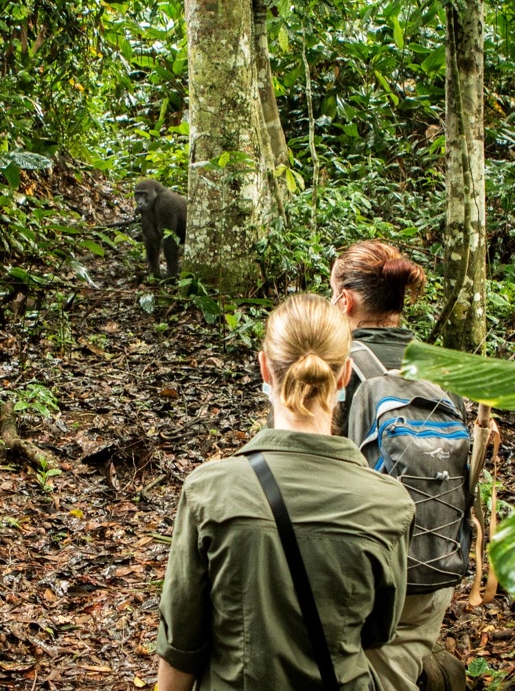 DRC-featured | Gamewatchers Safaris