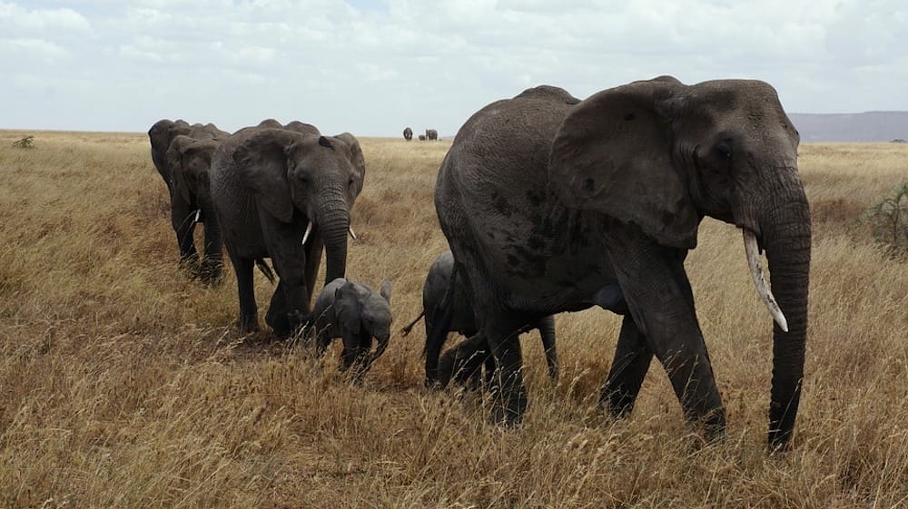 ELEPHANTS AKAGERA RWANDA