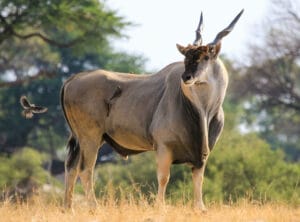 eland