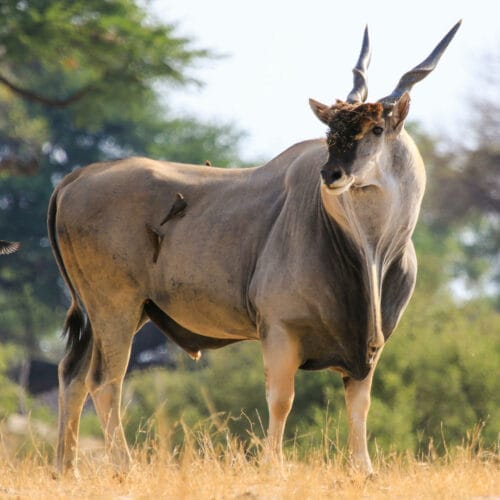 eland
