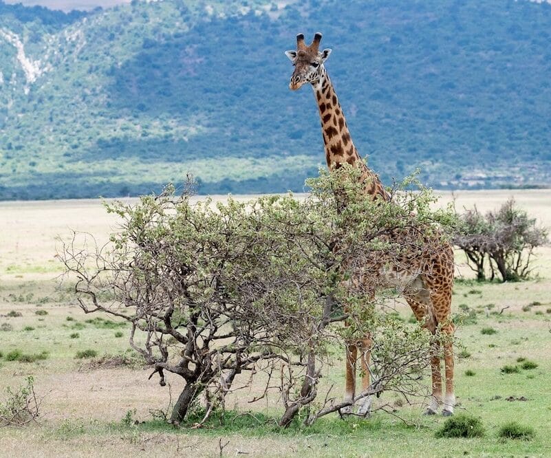 GIRAFE 2 AKAGERA RWANDA