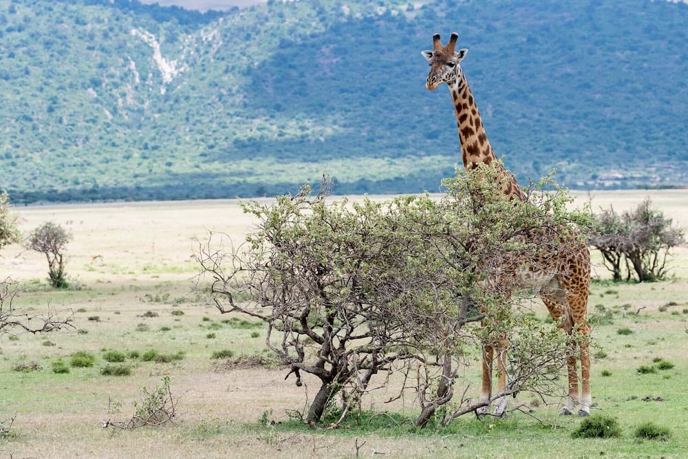 GIRAFE 2 AKAGERA RWANDA