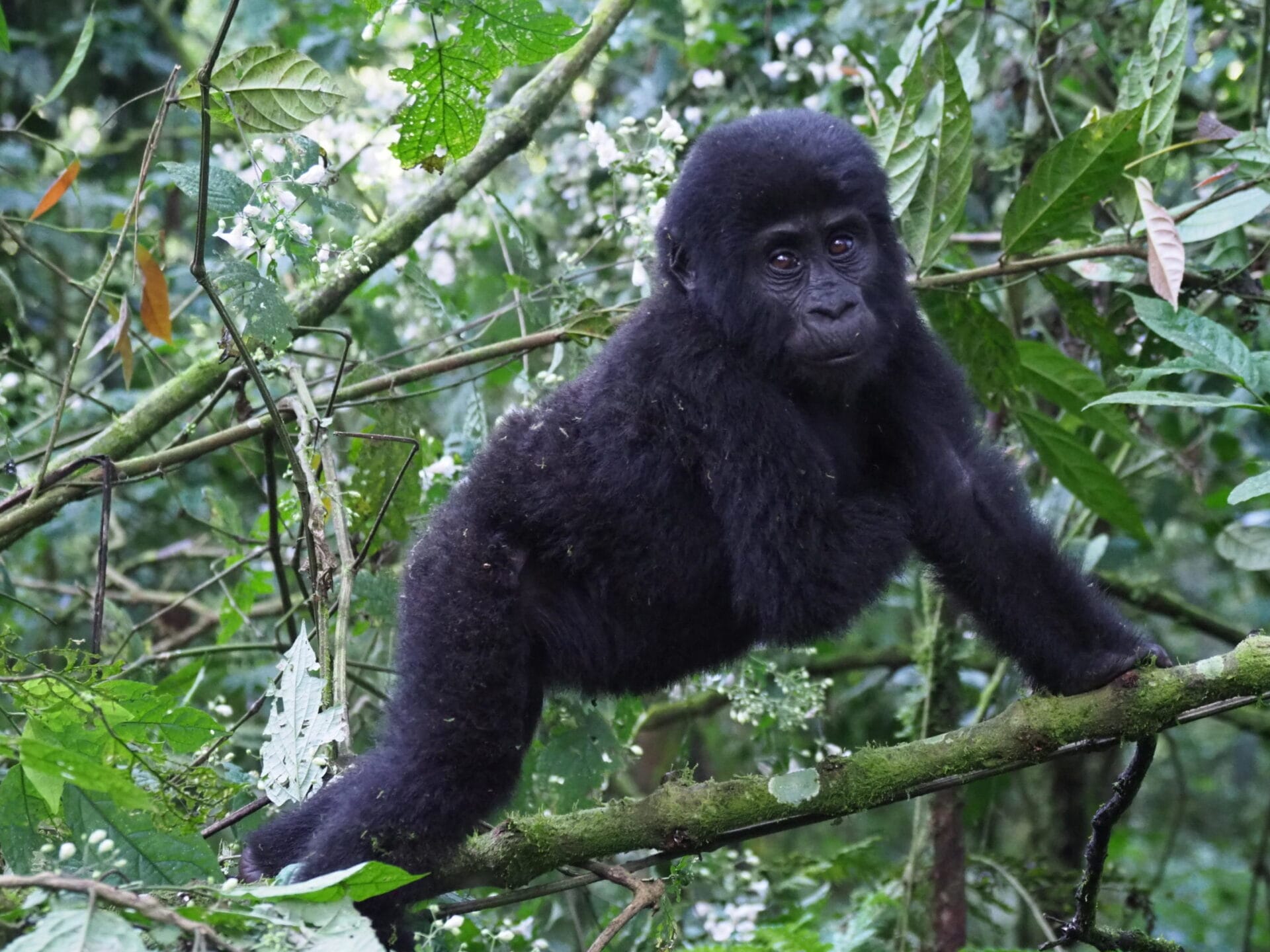 Gorilla-Tracking-scaled