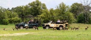 pack of wild dogs being watched by tourists in safari vehicles