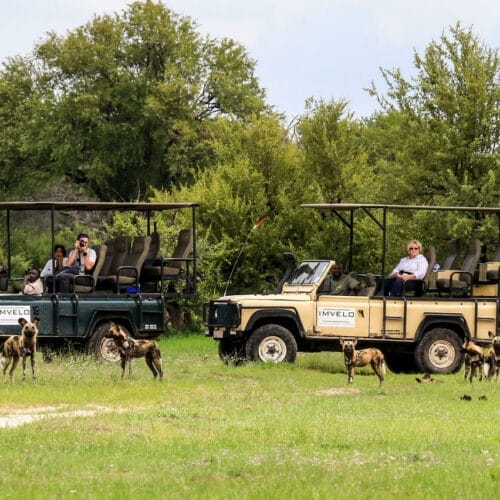 pack of wild dogs being watched by tourists in safari vehicles