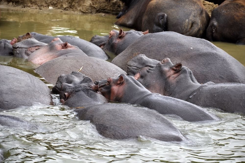 HIPPO AKAGERA