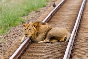 lion relaxing on train track