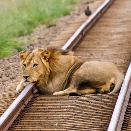 lion relaxing on train track
