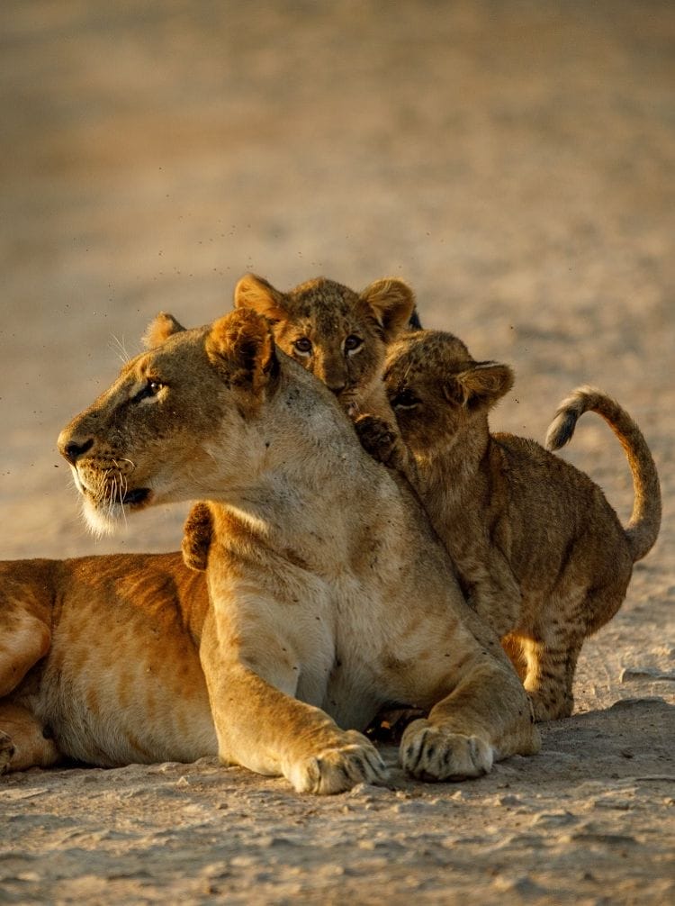 Kenya-Madagascar (1) | Gamewatchers Safaris