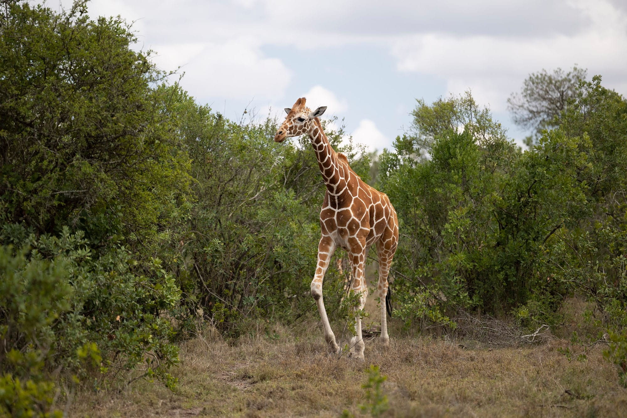 Kicheche Laikipia Giraffe