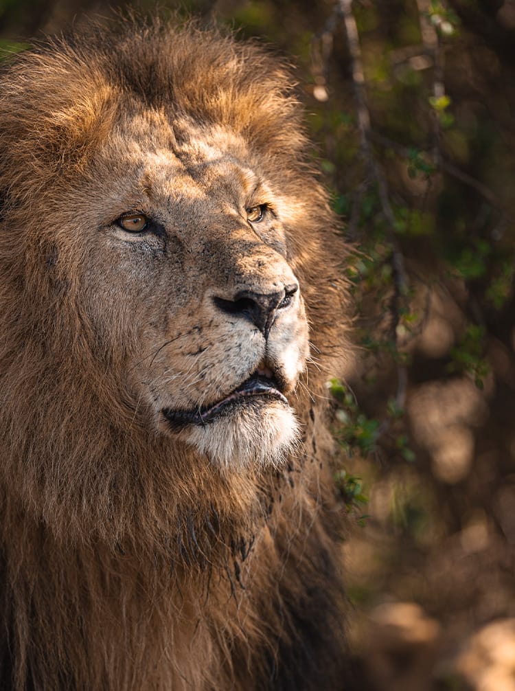 Kicheche Laikipia feature | Gamewatchers Safaris