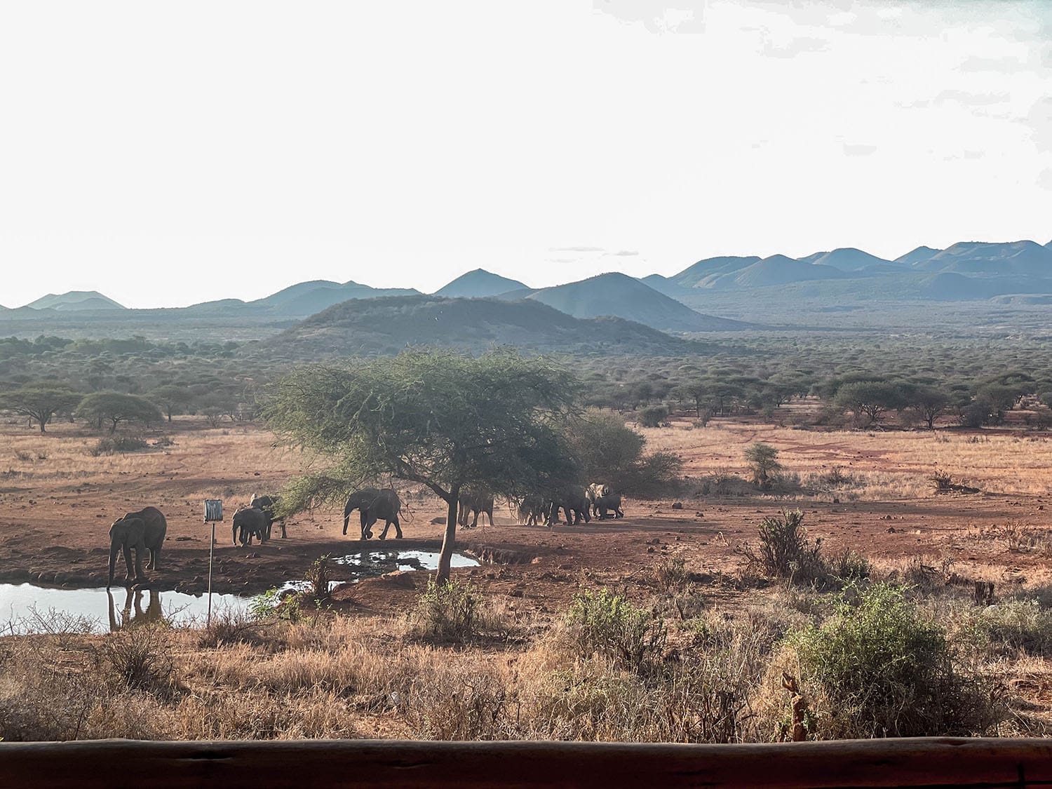 Kilaguni Serena Lodge gal 8