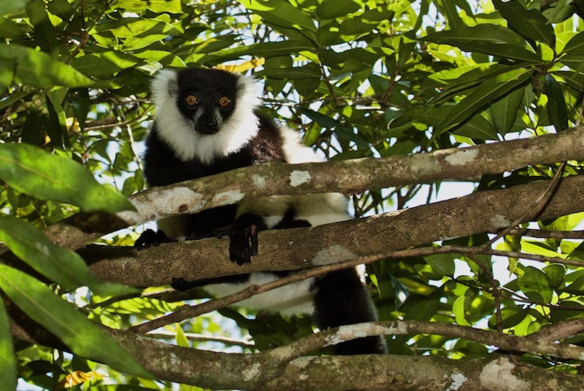 Madagascar_MasoalaForestLodge_lemur2_800x534