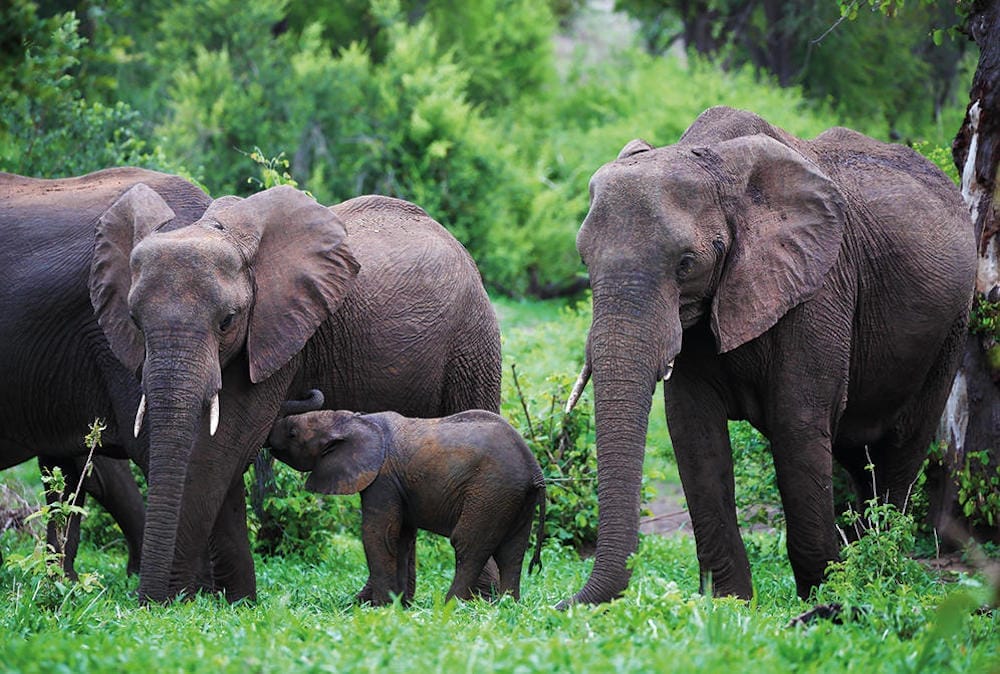 Matetsi Private Game Reserve Elephant w Calf