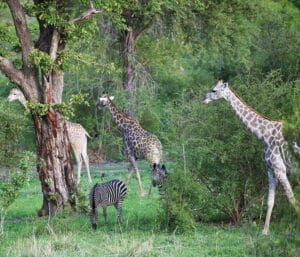 giraffe and zebra