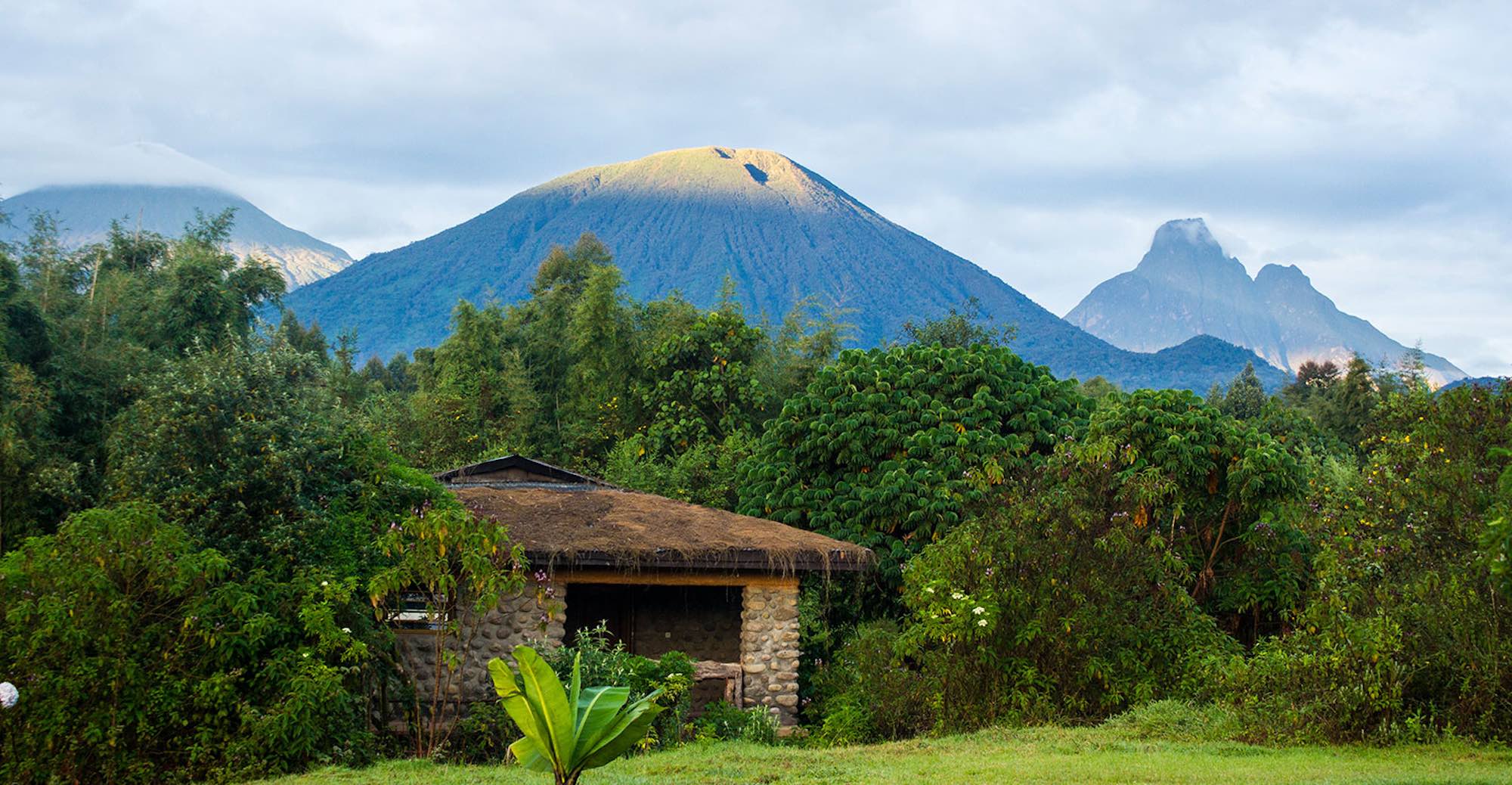 Mountian_Gorilla-top