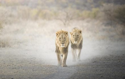 Namibia_Ongava_Lodge_Lions_440x278 (1)