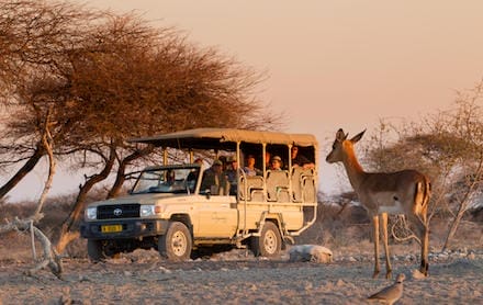 Namibia_Onguma_Camp_Kala_gamedrive3_440x278