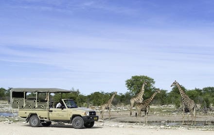 Namibia_Onguma_Camp_Kala_gamedrive_440x278