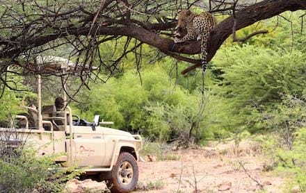 Namibia_okonjima_bush_suite_gamedrive1_440x278