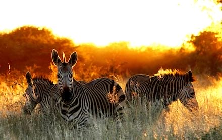 Namibia_okonjima_bush_suite_zebra_440x278