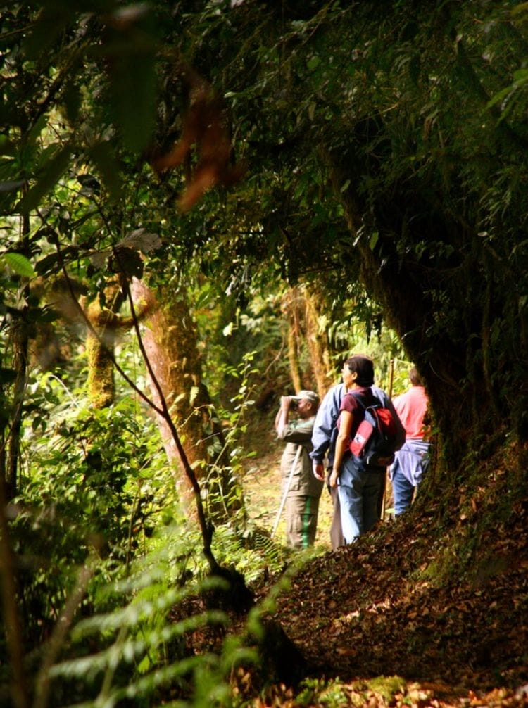 Nyungwe Forest Lodge