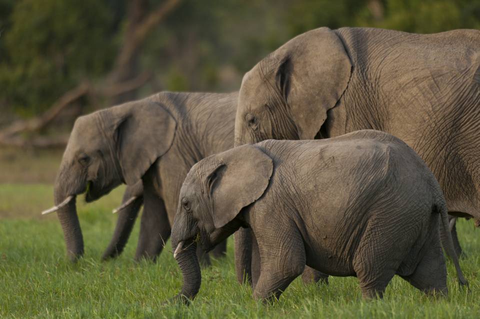 Ol-Pejeta-Elephant-pack