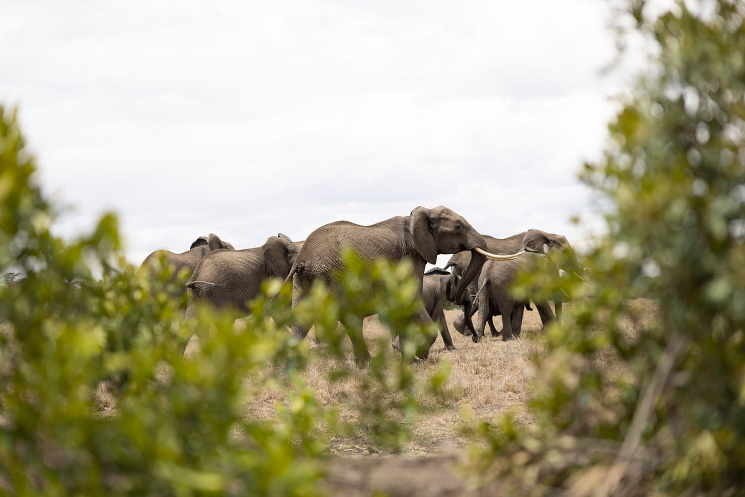 Ol Pejeta Safari Cottages gal 1