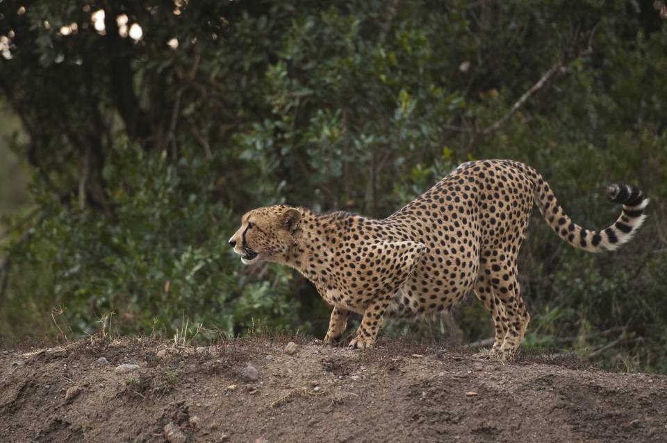 Ol-Pejeta-cheetah