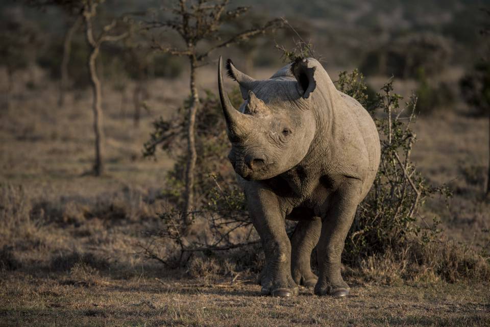 Ol-Pejeta-rhino