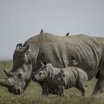 Rhino Camp - Rhino Safari