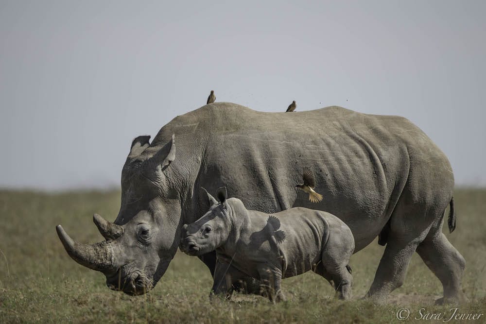 Rhino Camp - Rhino Safari