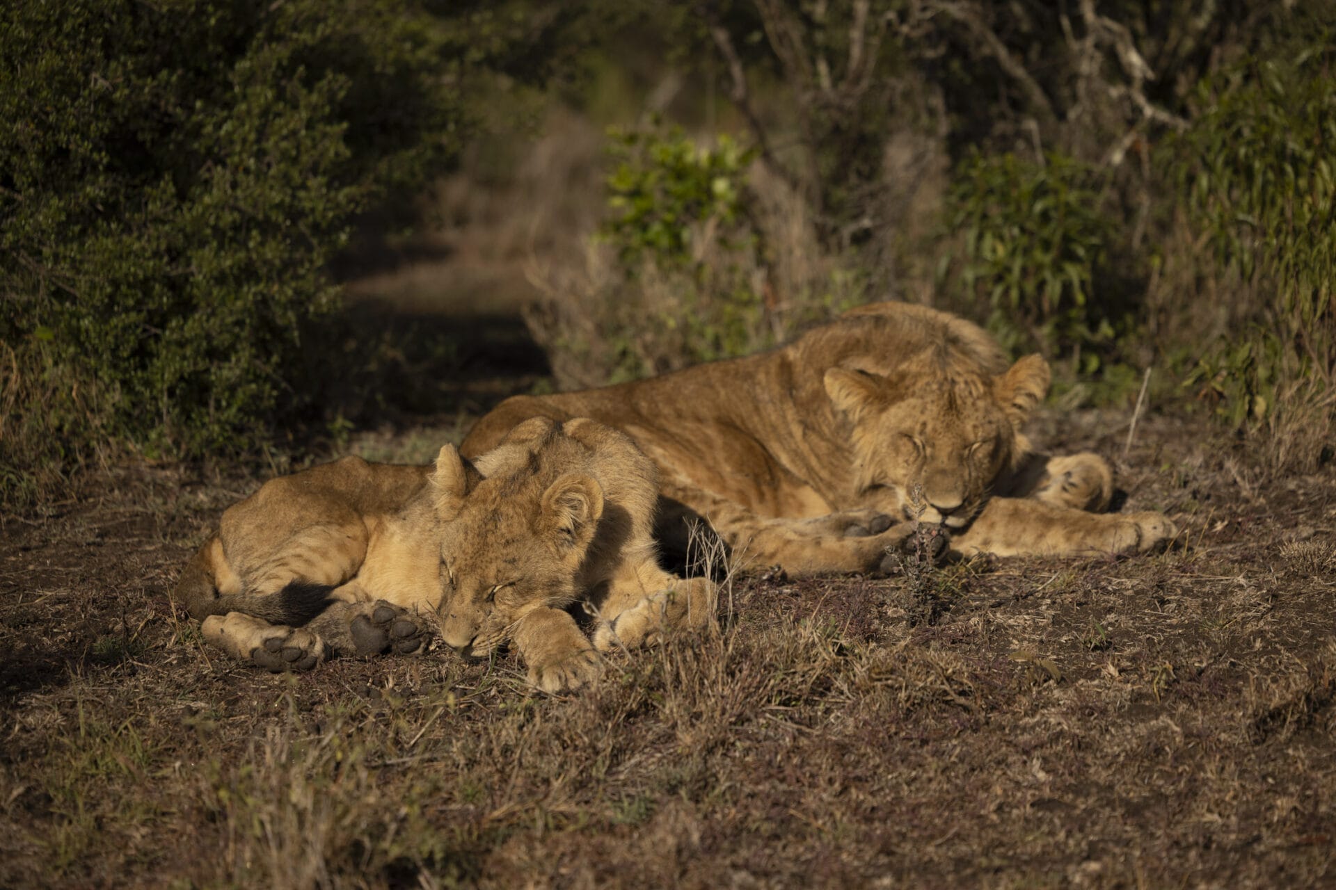 Sleeping Lions - Porini Rhino Camp