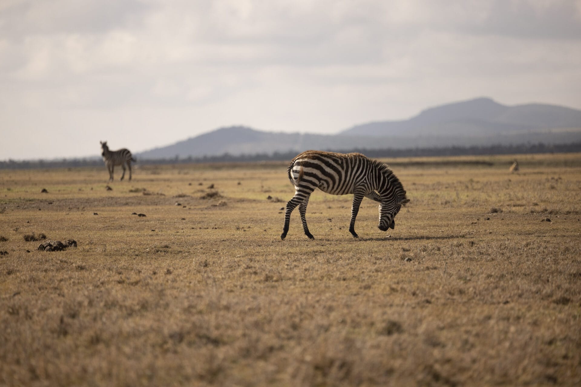 Zebras on safari - Photo credits Tomas Rodriguez