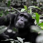 mountain gorilla