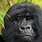 GORILLAS - RWANDA