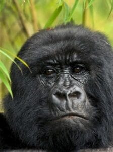 GORILLAS - RWANDA